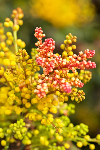 Dekoratív Sárga Virágok Piros Rügyek Vegye Figyelembe Sekély Mélysége Mező — Stock Fotó