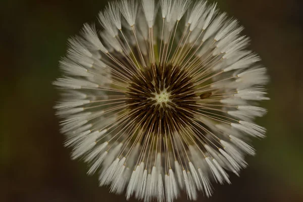 Abstraction White Dandelion Murky Dark Background Note Shallow Depth Field — 스톡 사진