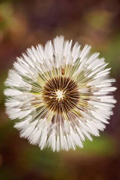 abstraction white dandelion in the murky dark background, note shallow depth of field