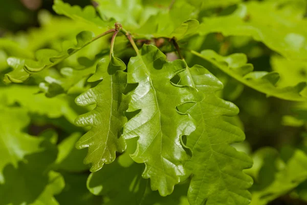 Νεαρά Πράσινα Φύλλα Στη Φύση Σημειώστε Ρηχό Βάθος Πεδίου — Φωτογραφία Αρχείου