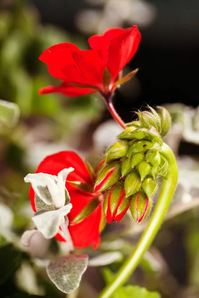 Zweig Mit Kleinen Roten Blüten Geringe Schärfentiefe Beachten — Stockfoto