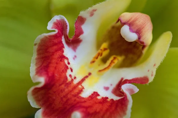 Orquídea Color Verde Pálido Con Detalles Rojos Nota Poca Profundidad — Foto de Stock