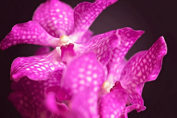 Orchidées Roses Sur Fond Noir Note Faible Profondeur Champ — Photo