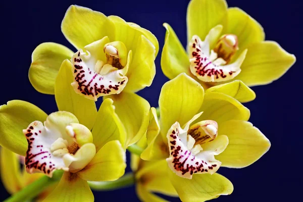 Orchidée Couleur Jaune Pâle Avec Des Détails Rouges Note Faible — Photo