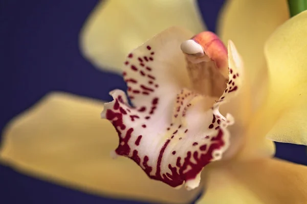 Orchidées Jaunes Avec Des Détails Rouges Sur Fond Noir Note — Photo