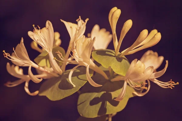 Inusual Flor Blanca Con Hojas Verdes Fondo Oscuro Nota Poca — Foto de Stock