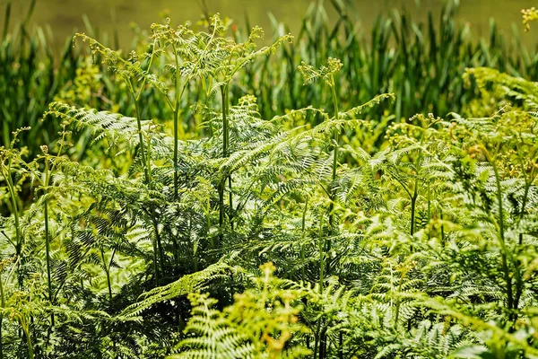 Samambaias Verdes Altas Natureza Observe Profundidade Rasa Campo — Fotografia de Stock