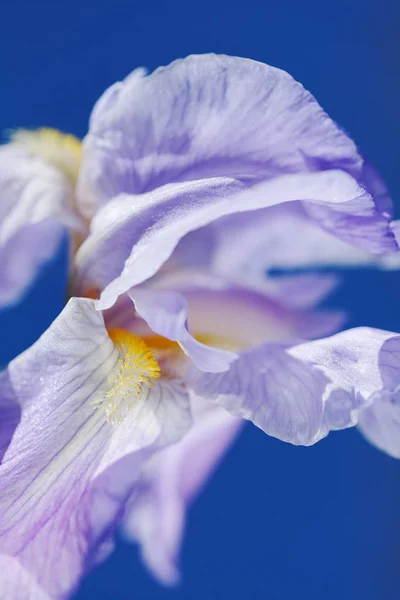 Світло Фіолетова Квітка Райдужки Синьому Фоні Зверніть Увагу Невелику Глибину — стокове фото