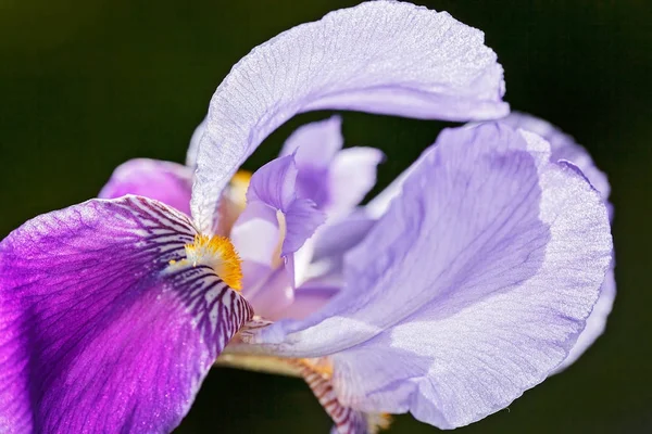 Purple Iris Flower Dark Background Note Shallow Depth Field — Stock Photo, Image