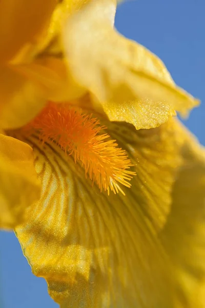 Gelbe Irisblüte Auf Blauem Hintergrund Beachten Sie Die Geringe Schärfentiefe — Stockfoto