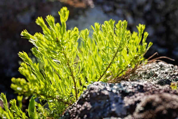 自然の石の上の緑の野生植物フィールドの浅い深さに注意してください — ストック写真