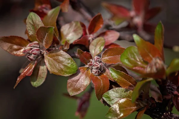 red and green foliage of autumn roses with buds, note shallow depth of field