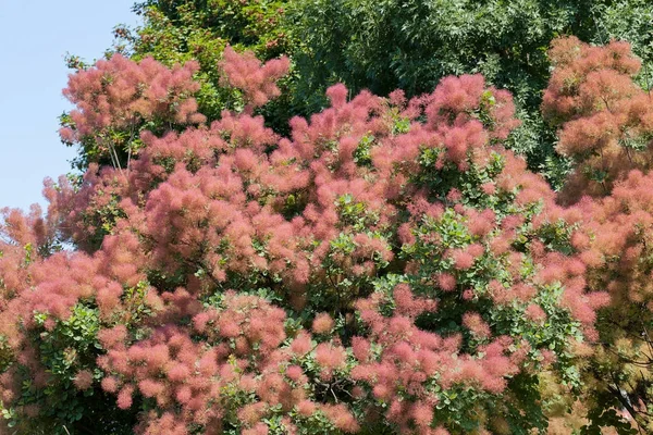 Flauschiger Baum Mit Rosa Blüten Geringe Schärfentiefe Beachten — Stockfoto