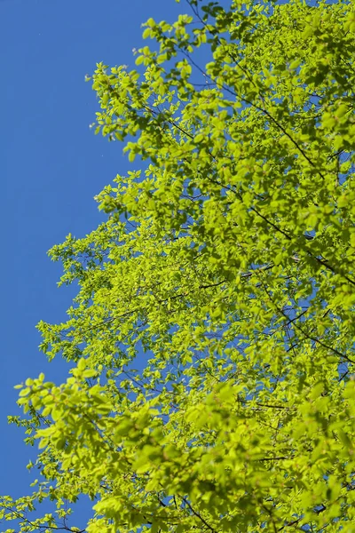 Treetop Sky Background Note Shallow Depth Field Stock Image