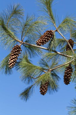 Mavi arkaplanda çam kozalakları olan dal, alanın sığ derinliğine dikkat edin
