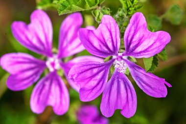 Mallow çiçekleri doğada, dikkat edin sığ tarla derinliği