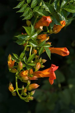 kırmızı kampüs tagliabuana çiçekleri tomurcukları ile, sığ alan derinliğine dikkat edin