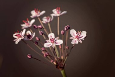 Gri arkaplanda acele çiçek, alanın sığ derinliğine dikkat edin