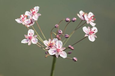 Gri arkaplanda acele çiçek, alanın sığ derinliğine dikkat edin