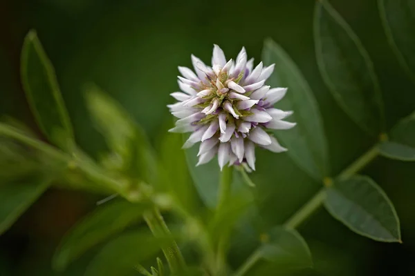 Zoethout Planten Bloeien Natuur Een Groene Achtergrond Noot Ondiepe Diepte — Stockfoto