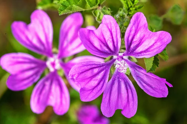 Flores Malva Natureza Observe Profundidade Rasa Campo — Fotografia de Stock