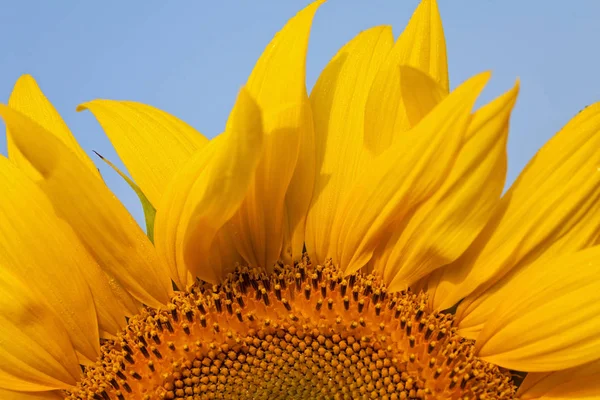 Parte Flor Girasol Nota Poca Profundidad Campo —  Fotos de Stock