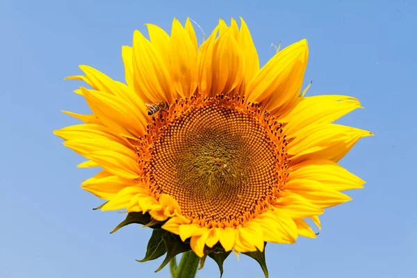 Girasol Día Soleado Con Cielo Detrás Nota Poca Profundidad Campo —  Fotos de Stock