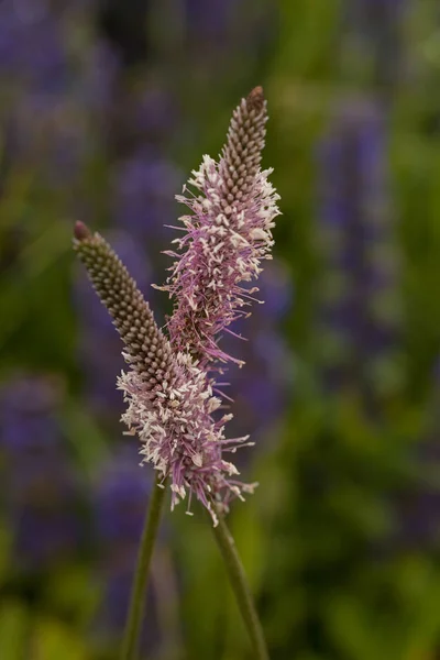 Vild Växt Plantago Naturen Notera Grunt Skärpedjup — Stockfoto