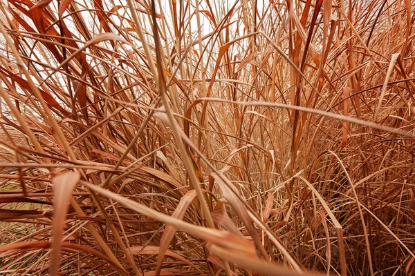 Erba Secca Autunno Come Sfondo Nota Profondità Campo Poco Profonda — Foto Stock