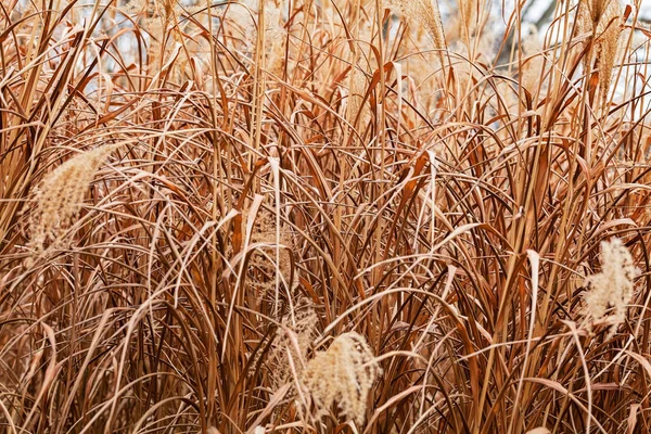 Reed Seco Alto Pântano Nota Profundidade Rasa Campo — Fotografia de Stock