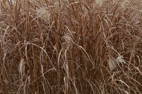 Hoge Droge Riet Het Moeras Opmerking Ondiepe Diepte Van Het — Stockfoto