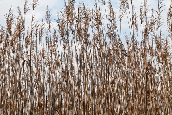 光を背景に秋になると背の高い乾いた草が畑の浅さに注目し — ストック写真