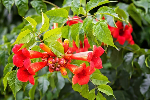 Campsis Roșu Tagliabuana Flori Natură Notă Adâncime Superficială Câmpului — Fotografie, imagine de stoc