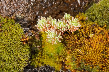 Doğadaki taşların çeşitli çeşitleri, yüzeysel alan derinliğine dikkat edin.