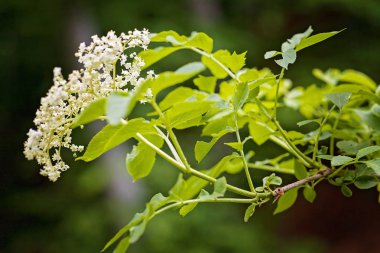 Siyah arkaplanda çiçek açan çiçek, alanın sığ derinliğine dikkat et