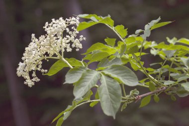 Siyah arkaplanda çiçek açan çiçek, alanın sığ derinliğine dikkat et