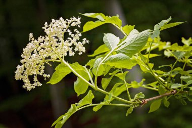 Siyah arkaplanda çiçek açan çiçek, alanın sığ derinliğine dikkat et