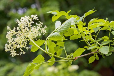 Siyah arkaplanda çiçek açan çiçek, alanın sığ derinliğine dikkat et