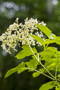 Siyah arkaplanda çiçek açan çiçek, alanın sığ derinliğine dikkat et