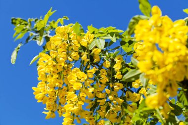 Mavi arka planda sarı çiçekli 