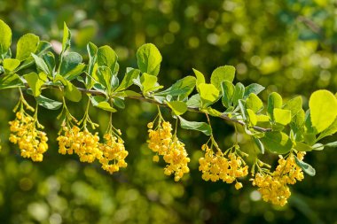Doğadaki sarı çekirge dalları, yüzeysel alan derinliğine dikkat edin.