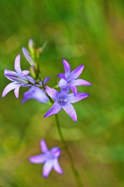 Bulanık yeşil arka planda mor çanlar, yüzeysel alan derinliğine dikkat edin.