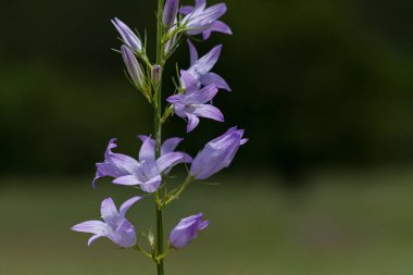 Bulanık yeşil arka planda mor çanlar, yüzeysel alan derinliğine dikkat edin.