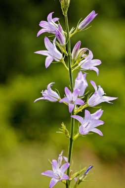 Bulanık yeşil arka planda mor çanlar, yüzeysel alan derinliğine dikkat edin.