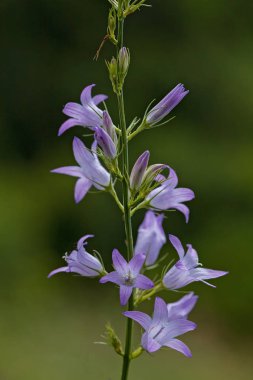 Bulanık yeşil arka planda mor çanlar, yüzeysel alan derinliğine dikkat edin.