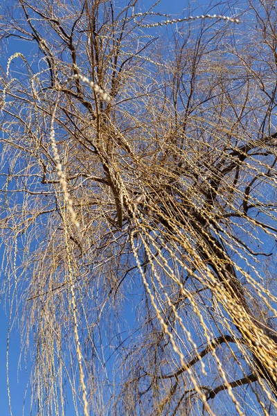 Thin Bare Tree Autumn Taken Frog Perspective Blue Sky Background — Stock Photo, Image