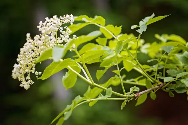 Siyah arkaplanda çiçek açan çiçek, alanın sığ derinliğine dikkat et
