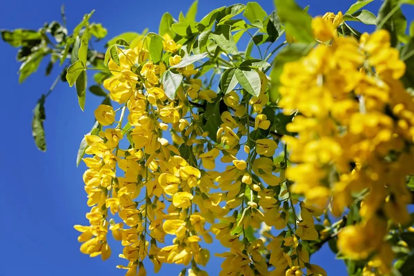 Gałąź Drzewa Złoty Deszcz Żółtymi Kwiatami Niebieskim Tle Uwaga Płytka — Zdjęcie stockowe