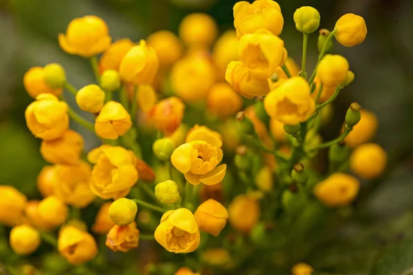 Çiçek tomurcuklanmış böğürtlen, dikkat edin sığ alan derinliği
