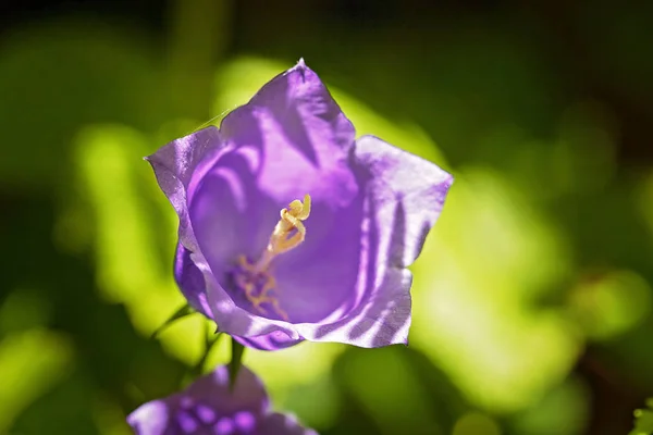 Purple Bell Green Background Note Shallow Depth Field — Stock Photo, Image